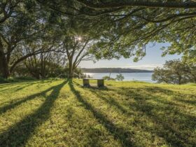 Harbour views through the trees at Bottle and Glass Point, Sydney Harbour National Park. Photo: John