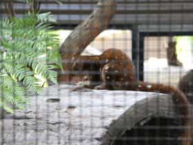 Alexandra Park, Playground and Zoo - Quoll
