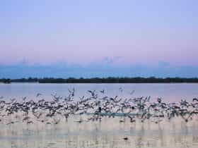 Toorbul Beach Birds on Sunset Bribie Island Moreton Bay Region