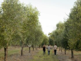 Visistors enjoying and informative grove tour at Peninsula Providore learning about olive growing