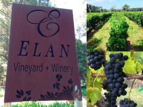 Elan Vineyard & Winery