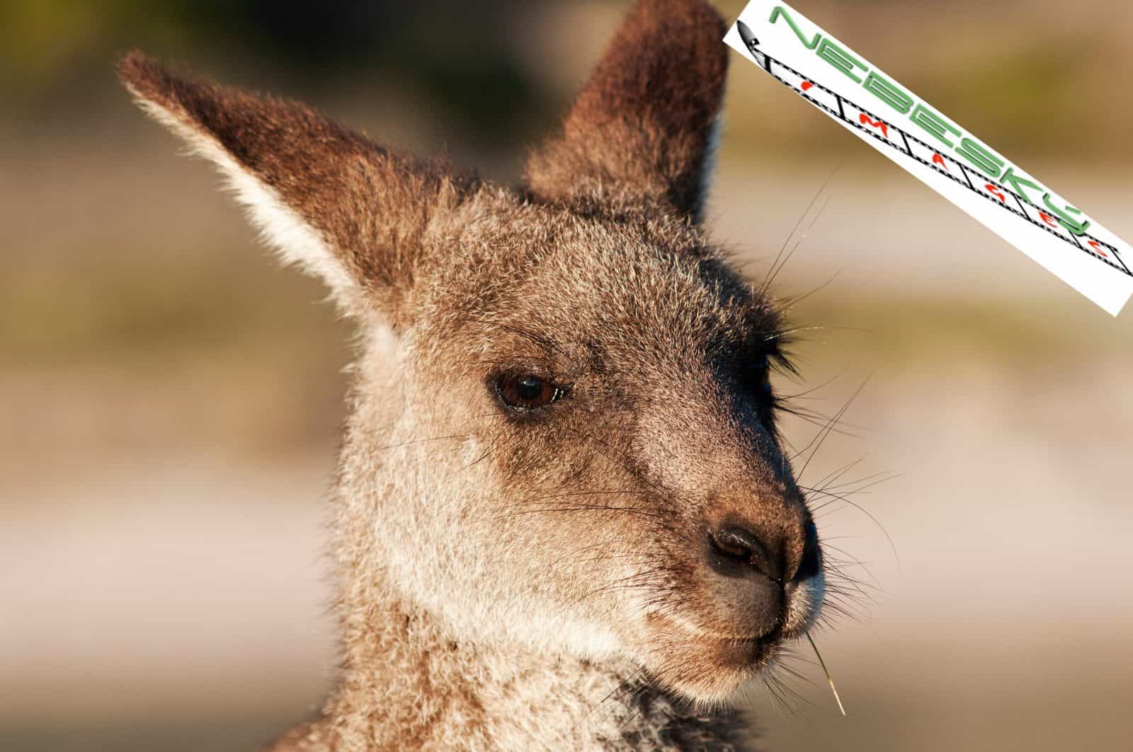 Kangaroo chewing on grass.